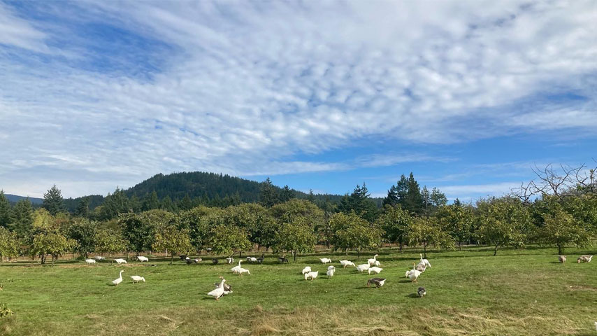 geese in the orchard